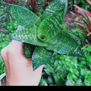 lưỡi hổ lùn(lưỡi mèo)