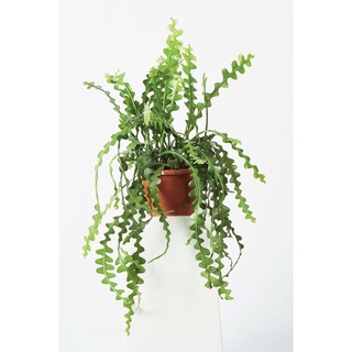 Cây quỳnh xương cá mexico, xương rồng xương cá