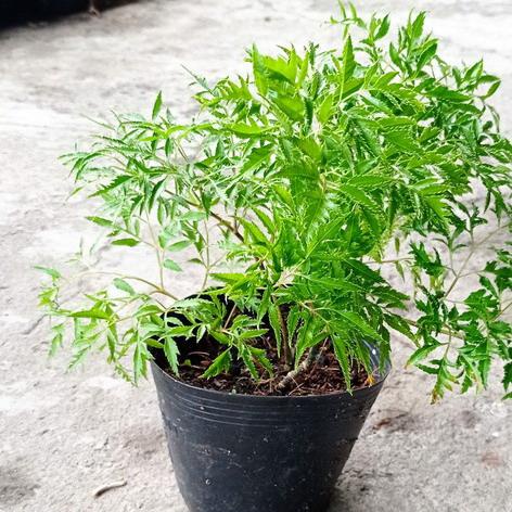 Cây đinh lăng lá nhỏ, Cây Nam dương sâm, cây gỏi cá - Giao hỏa tốc 3h