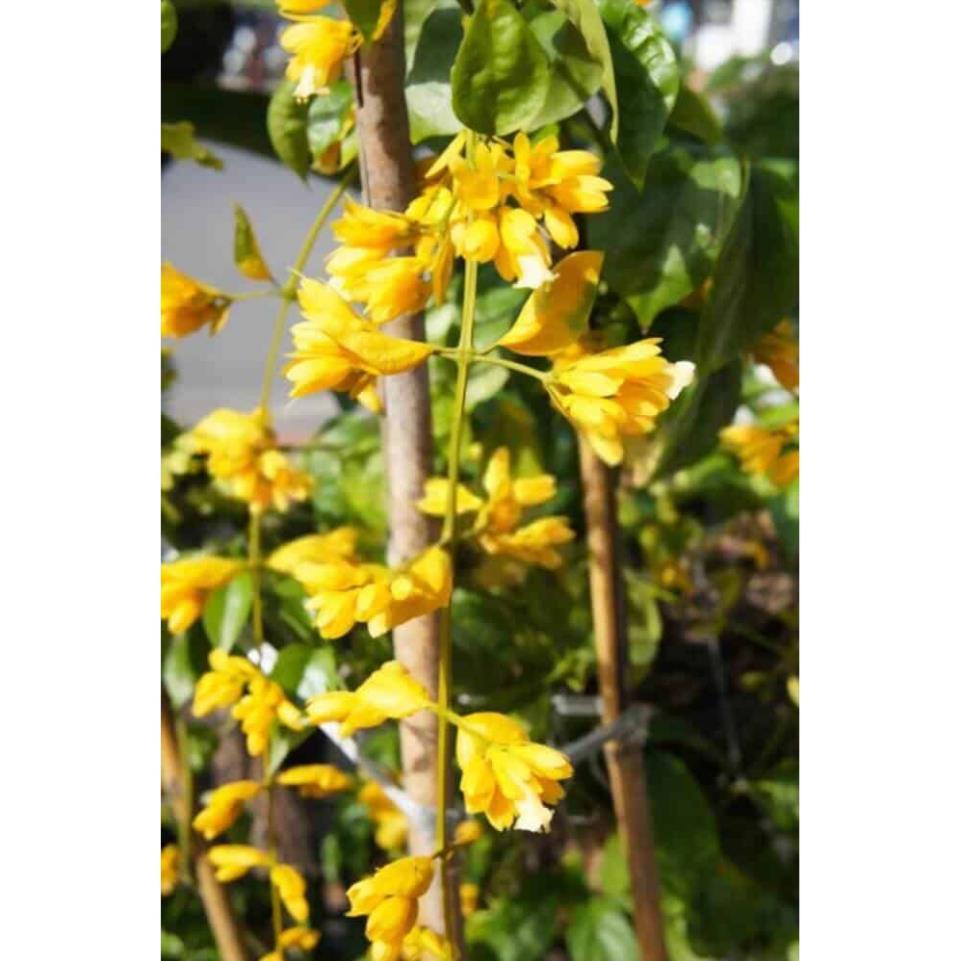 10 Hạt Hoa lan hoàng dương – Loài hoa dây leo với sắc màu rực rỡ