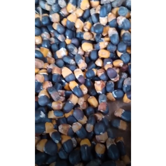 1kg Hạt giống gõ đỏ