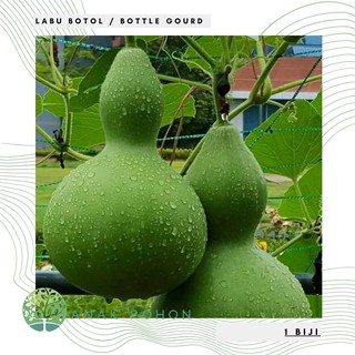 Hạt giống - hạt bầu hồ lô / bình bí đỏ 5h