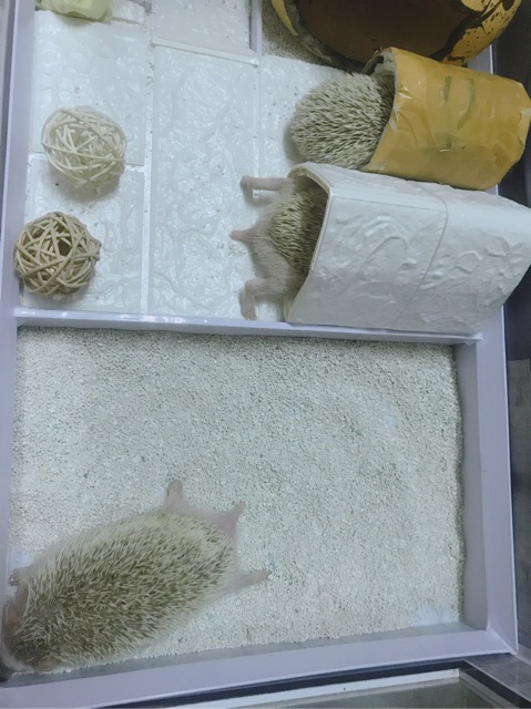 Cát buddy trắng cho nhím, hamster