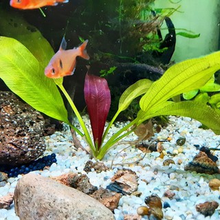 1 trầu Ruby - Echinodorus x Barthii ( cây lá cạn )