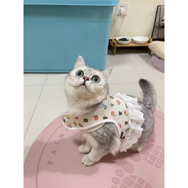 Dây dắt kèm Yếm cho Chó Mèo hoạ tiết Hoa nhí - Nhiều size, kích cỡ (Ảnh Thật)