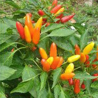 30 Hạt giống ớt chỉ thiên siêu quả