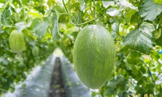 [ Seed] Hạt giống Dưa lưới Hami vỏ xanh f1_ Nảy 99%