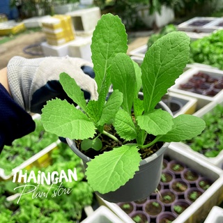 Cây giống cải xanh - vườn ươm thái ngân