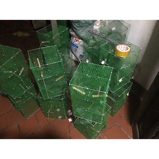 Bẫy Chim khuyên Tự Động