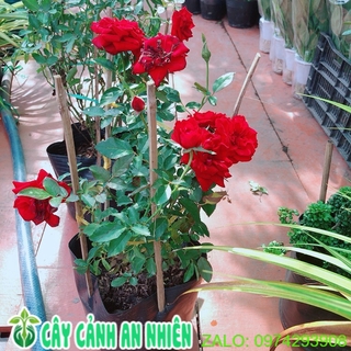 Bụi hoa hồng siêu nụ