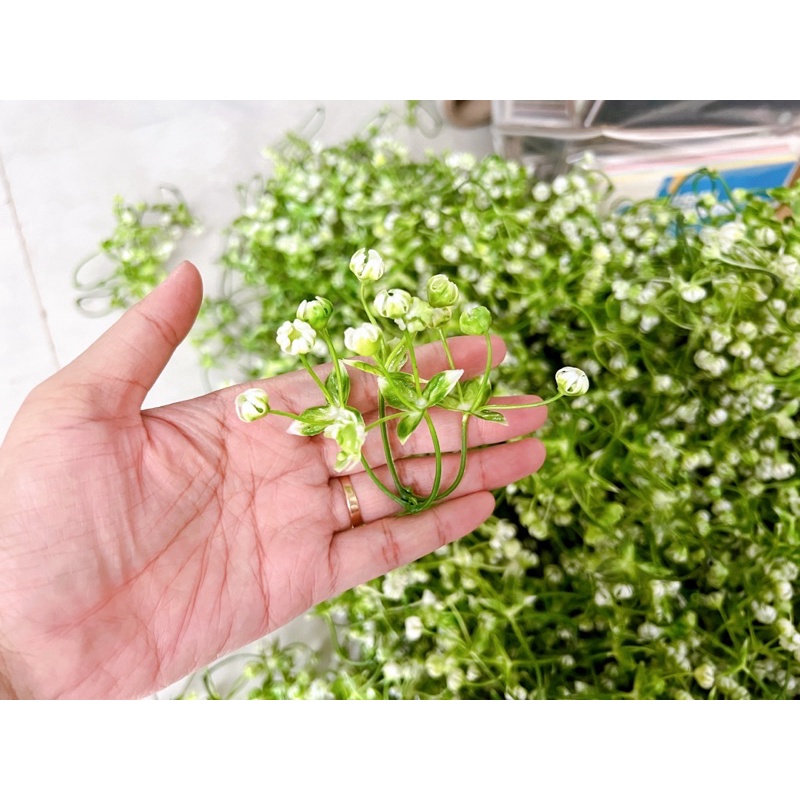 Bi nhựa rời túi 100gr