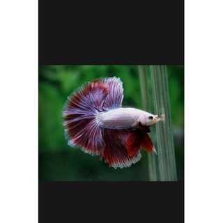 Betta halfmoon Xã 1 T'rống Betta halfmoon đa sắc ( tặng cám)