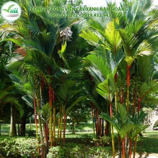 Cây cao đỏ phong thủy