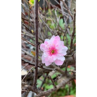 com bo 10 cây giống nhất chi mai(mai trắng)