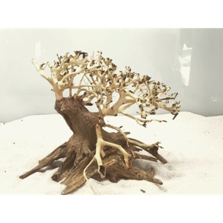 Bonsai Thuỷ Sinh D15 x C10 ......