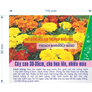 Hạt giống Hoa Vạn Thọ Pháp Nhiều màu