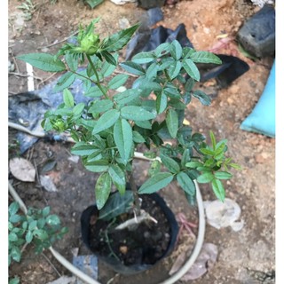 cây hồng xanh (dáng tree)