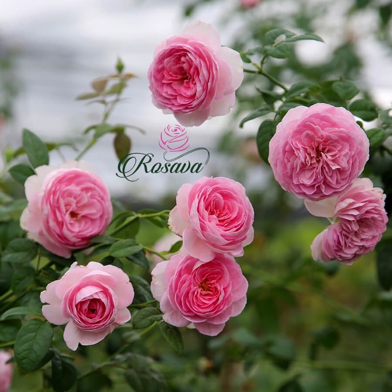 Hoa hồng Mon Coeur rose - hồng leo, hoa chùm
