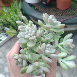 Sen đá dù hồng - Sen đá 16