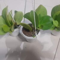 Cẩm cù lá xếp
