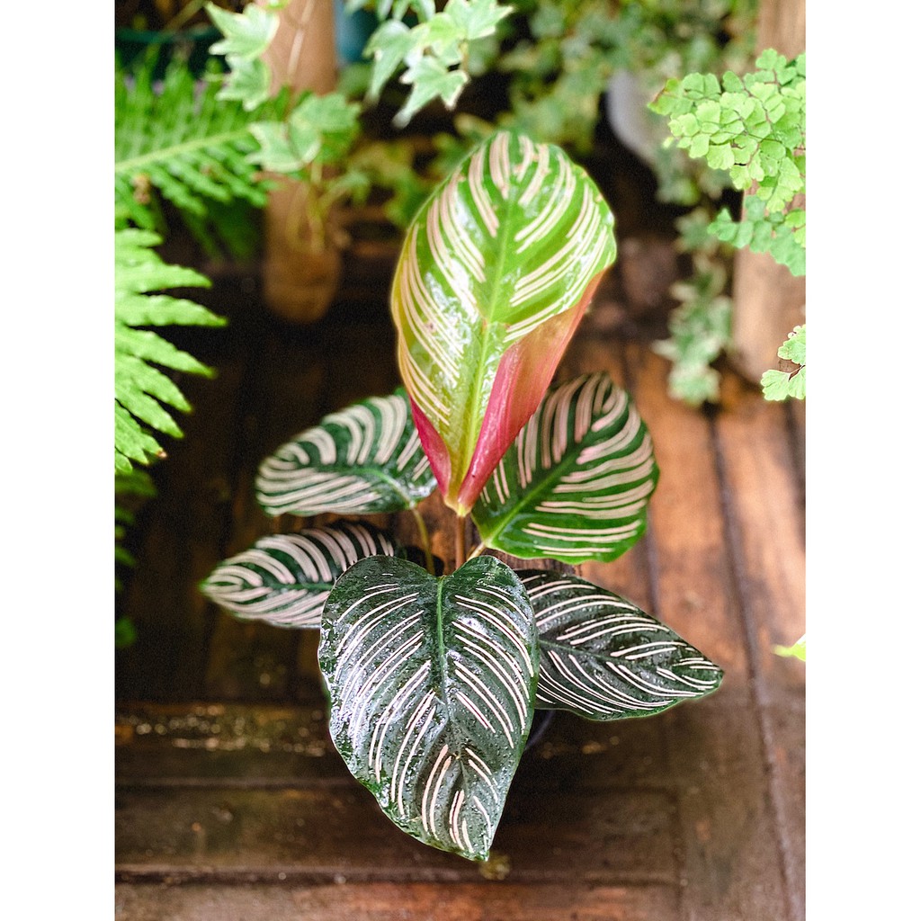 Cây Calathea ornata Sanderiana (Đuôi Công Đen, Hắc Công Vỹ) chậu nhựa