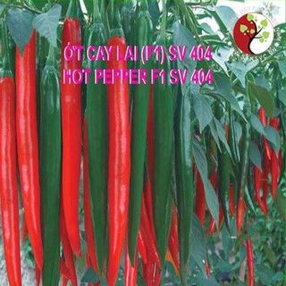 0.1g hạt giống ớt cay lai f1