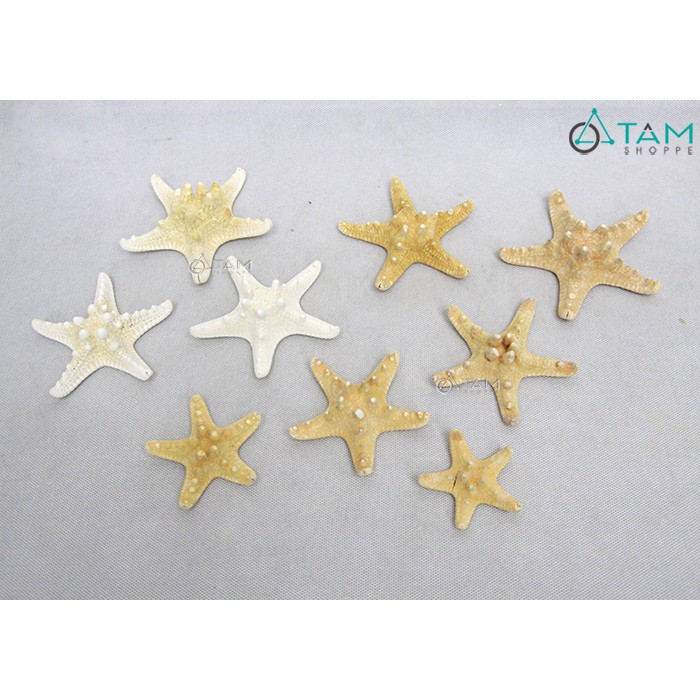 [SAO BIỂN THẬT - HÀNG ĐẸP] Set 3 sao biển gai ĐK6-10cm PCB-SAO-04