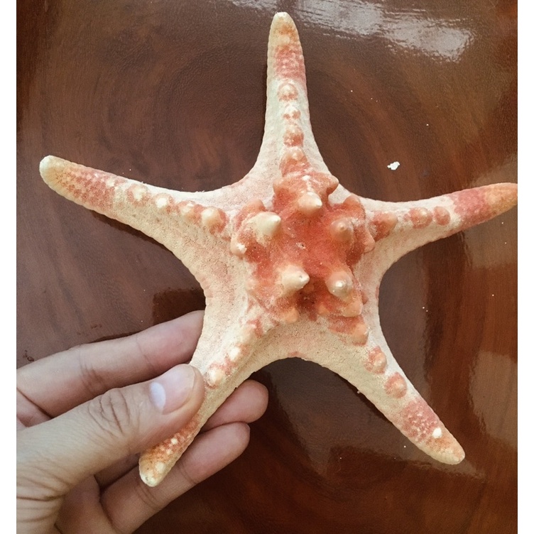 Sao biển đỏ khô