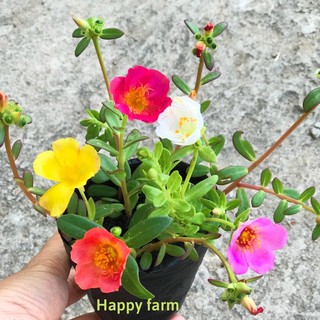 Chậu hoa mười giờ sam 5 màu như hình