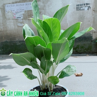 Chậu Cây Bạch Mã Hoàng Tử (chỉ giao hoả tốc)