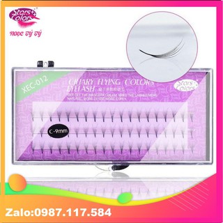 Mi hoa Sơn Trà C007, D007 (từ 8 đến 15)