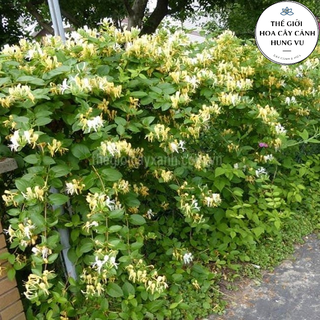 Cây kim ngân hoa cao 60cm - cây dược liệu.