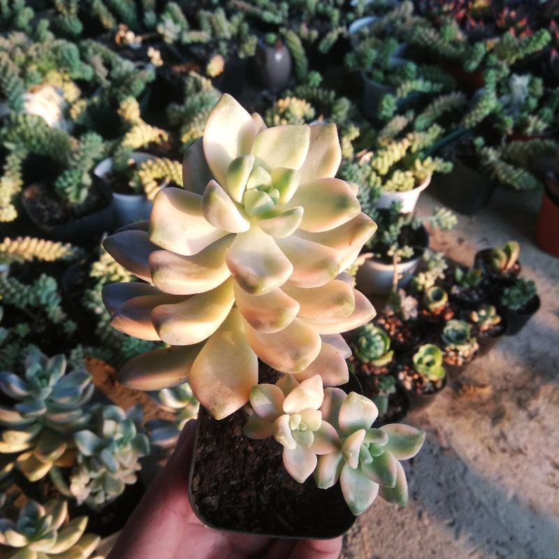 Sen Đá Sỏi Kim Tuyến Var 🌵 HOT SALE🌵 Sen Đá Dáng Thụ Đẹp, Màu Sắc Lạ, Size 15-18 cm, Giá Rẻ.