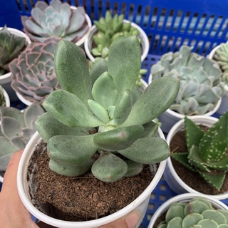 SEN ĐÁ SỎI XANH CHẬU TO 10cm