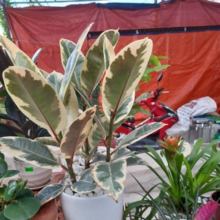 Đa cẩm thạch để bàn