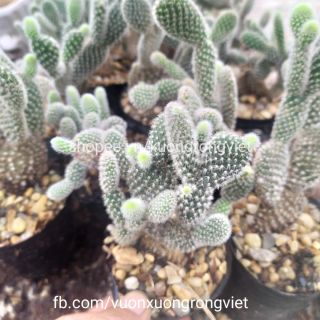 Xương rồng Tai Thỏ Trắng bụi