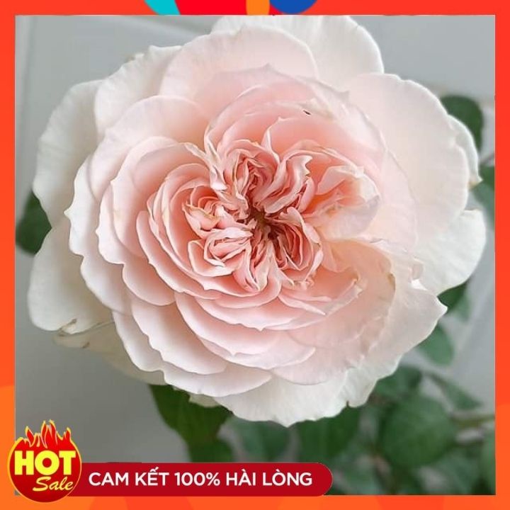 Hoa hồng Tranquility rose[SIÊU THƠM - SIÊU ĐẸP- Đường kính trung bình 4″. 60 cánh hoa lớn, mọc thành chùm, cụm nhỏ