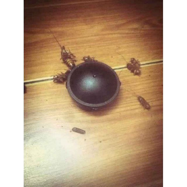 [ SALE TƯNG BỪNG] Hộp 12 viên diệt gián Nhật Bản cực kì nhậy và an toàn.