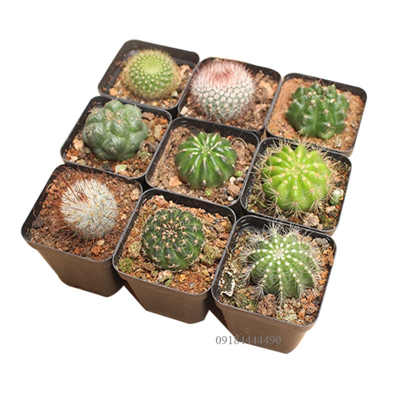 Cây xương rồng cỡ trung 5-8cm sống khỏe