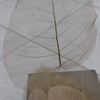 combo 50 lá bồ đề