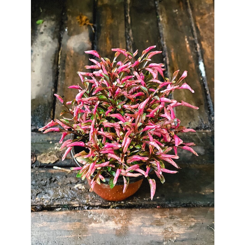 Cây Photinia Little Fenna (Hồng Diệp Thanh) chậu nhựa