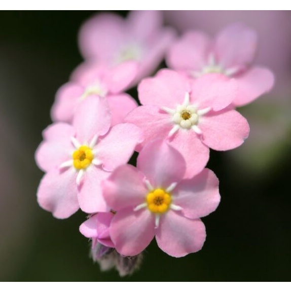 Hạt giống LƯU LY HỒNG Nhu cầu . PINK Forget-Me-Not (Myosotis alpestris)