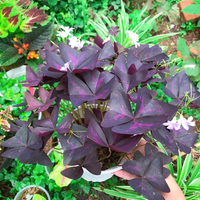 Củ Hoa Bướm Đêm