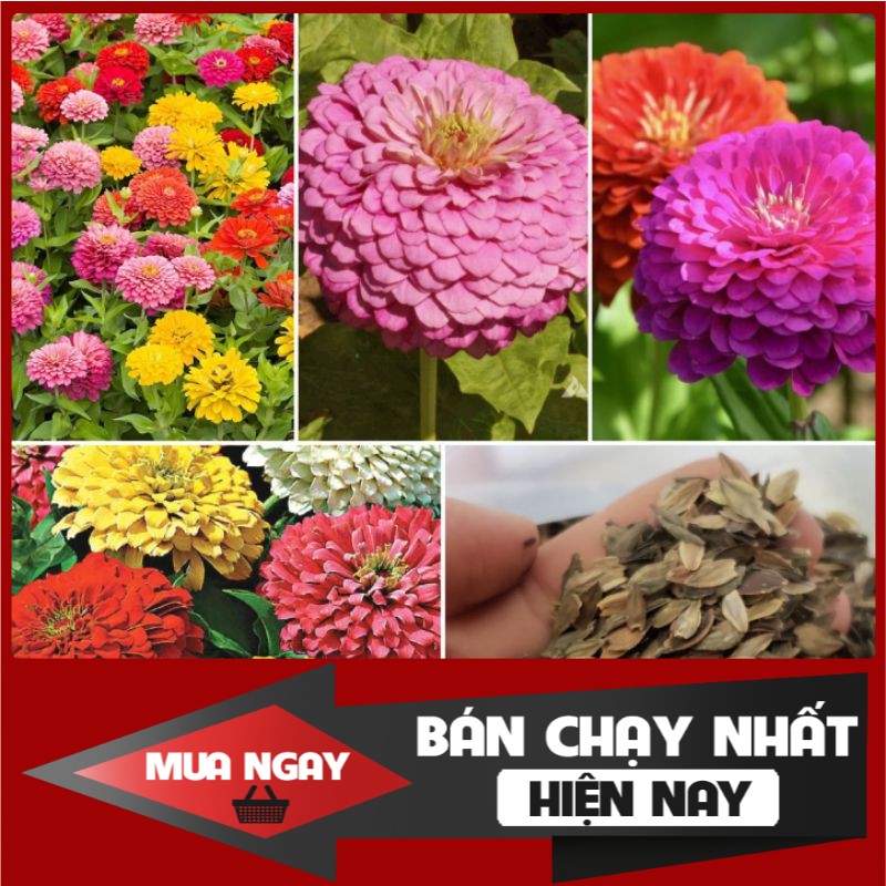 [ Big Sale ] Hạt Giống Hoa Cúc Lá Nhám Kép Mix màu - 100 hạt