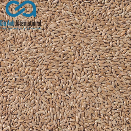 Hạt láng cho chim cảnh Deli Nature Canaryseed - Gói 1KG