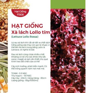 COMBO 3 GÓI HẠT GIỐNG XÀ LÁCH LOLLO TÍM