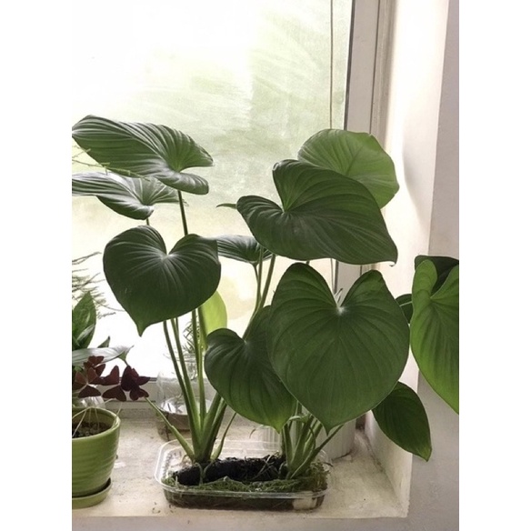 Cây Thiên Niên Kiện (Chuẩn Giống Sống 100 %)
