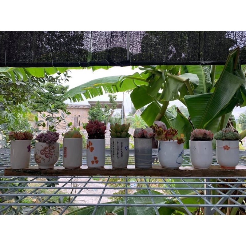 cốc sứ. chậu sứ mini. chậu trồng sen đá