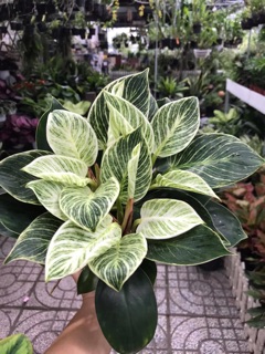 Trầu Bà Đế Vương Bạch Kim