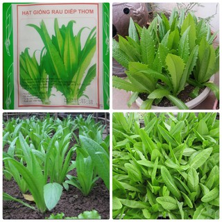 Hạt giống rau diếp thơm - 5gr